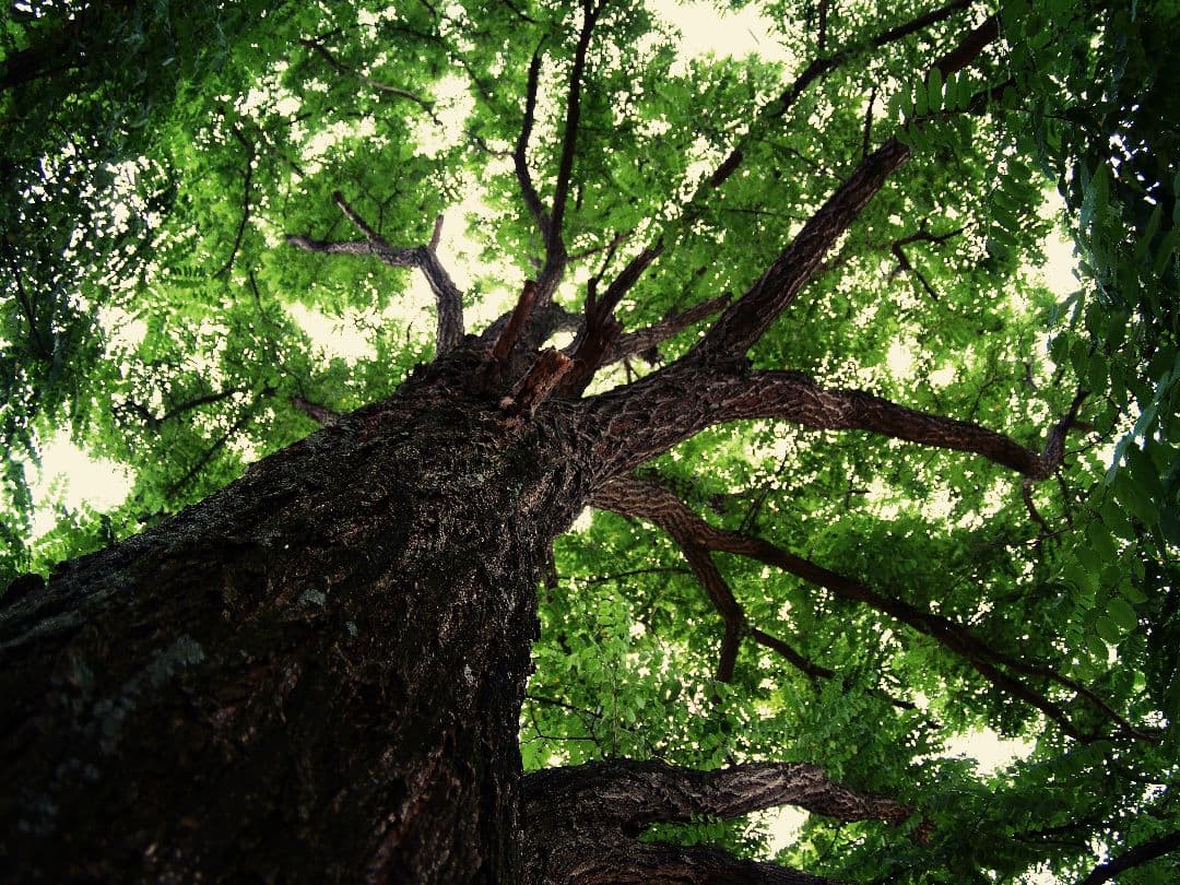 OLYMPUSとPanasonic】対応！フィッシュアイレンズ！サード魚眼