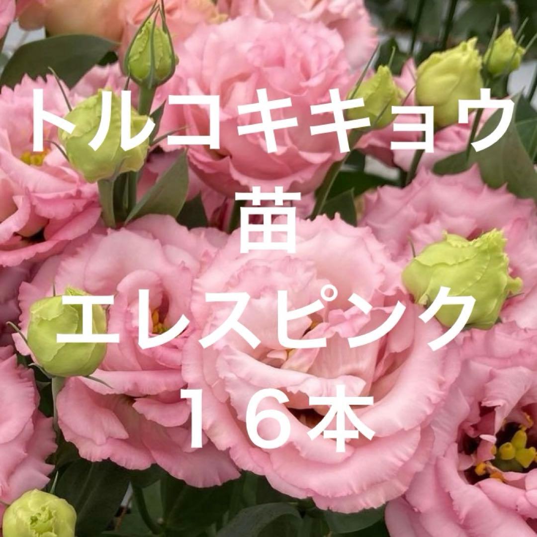 トルコキキョウ ユーストマ苗 エレスピンク16本 - メルカリ