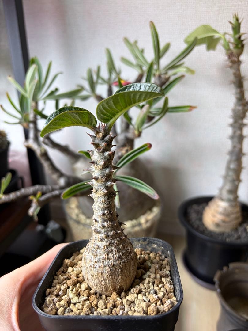 パキポディウムウィンゾリー Pachypodium windsorii 実生 plants250522u30-247x296.jpg