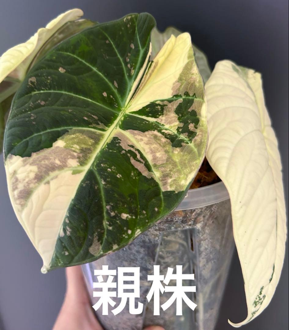 芋】アロカシア マハラニ 斑入り - メルカリ