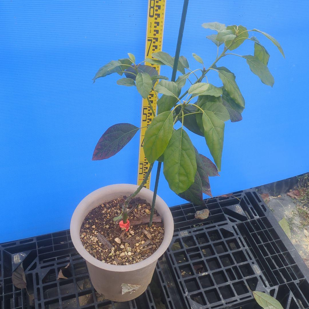 早い者勝ち】【3年生苗】アボカド（ピンカートン）接木苗 台木ベーコン