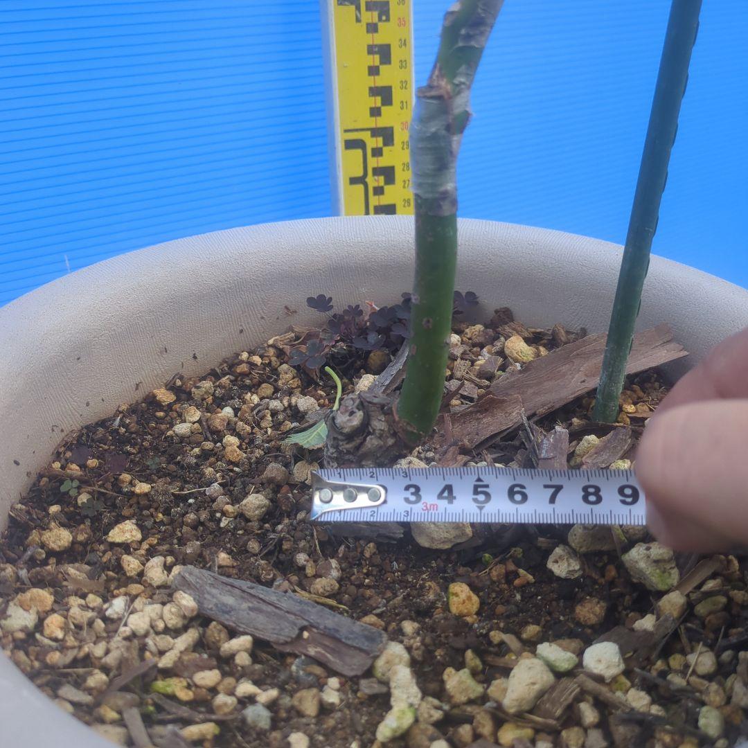 早い者勝ち】【3年生苗】アボカド（ピンカートン）接木苗 台木ベーコン