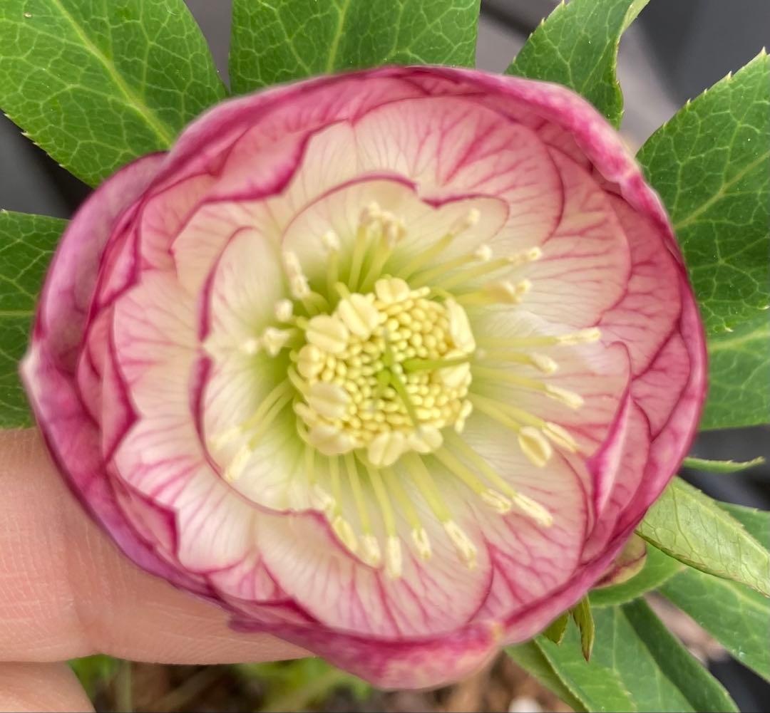 加藤農園 レッドエンジェル交配 クリスマスローズ グラデーション