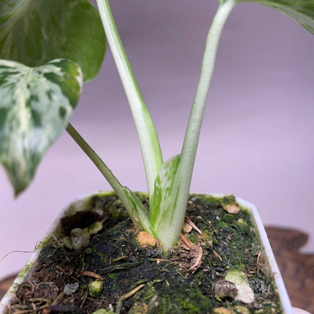 q102品種保証！斑入り保証！Bulbasaurモンステラ バルバソーフシギダネ