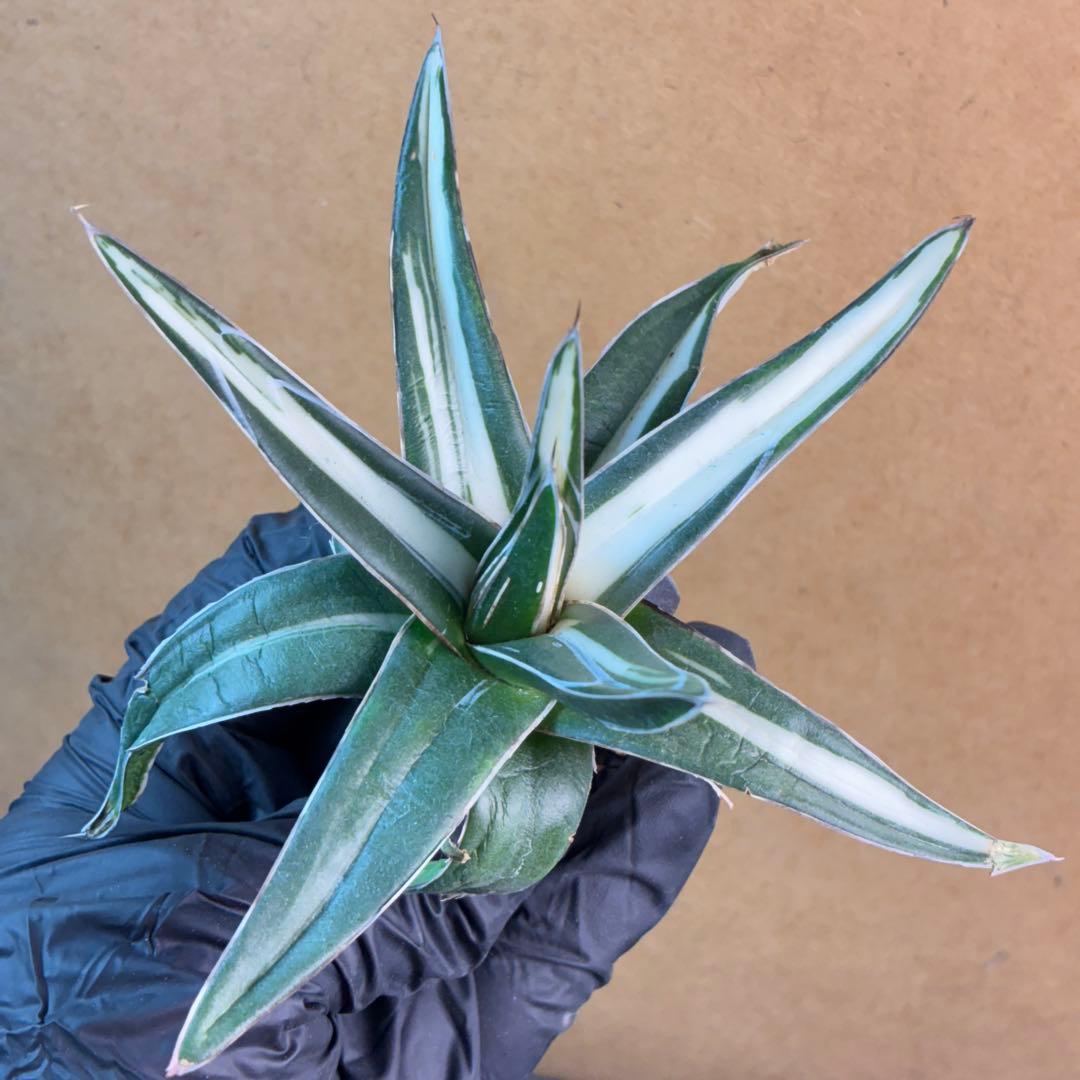 アガベ チタノタ 陰陽氷山 大株 白中斑 極白 特選極上大株 - メルカリ