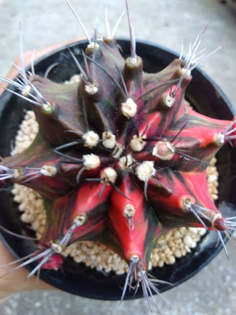 サボテン 緋牡丹錦 接木 3.5号鉢つき 大玉❗ ① - メルカリ