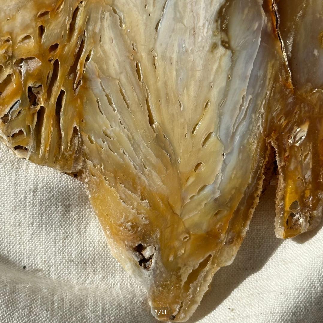 瑪瑙】アゲート スライス シリカ化 カルセドニー × セレナイト