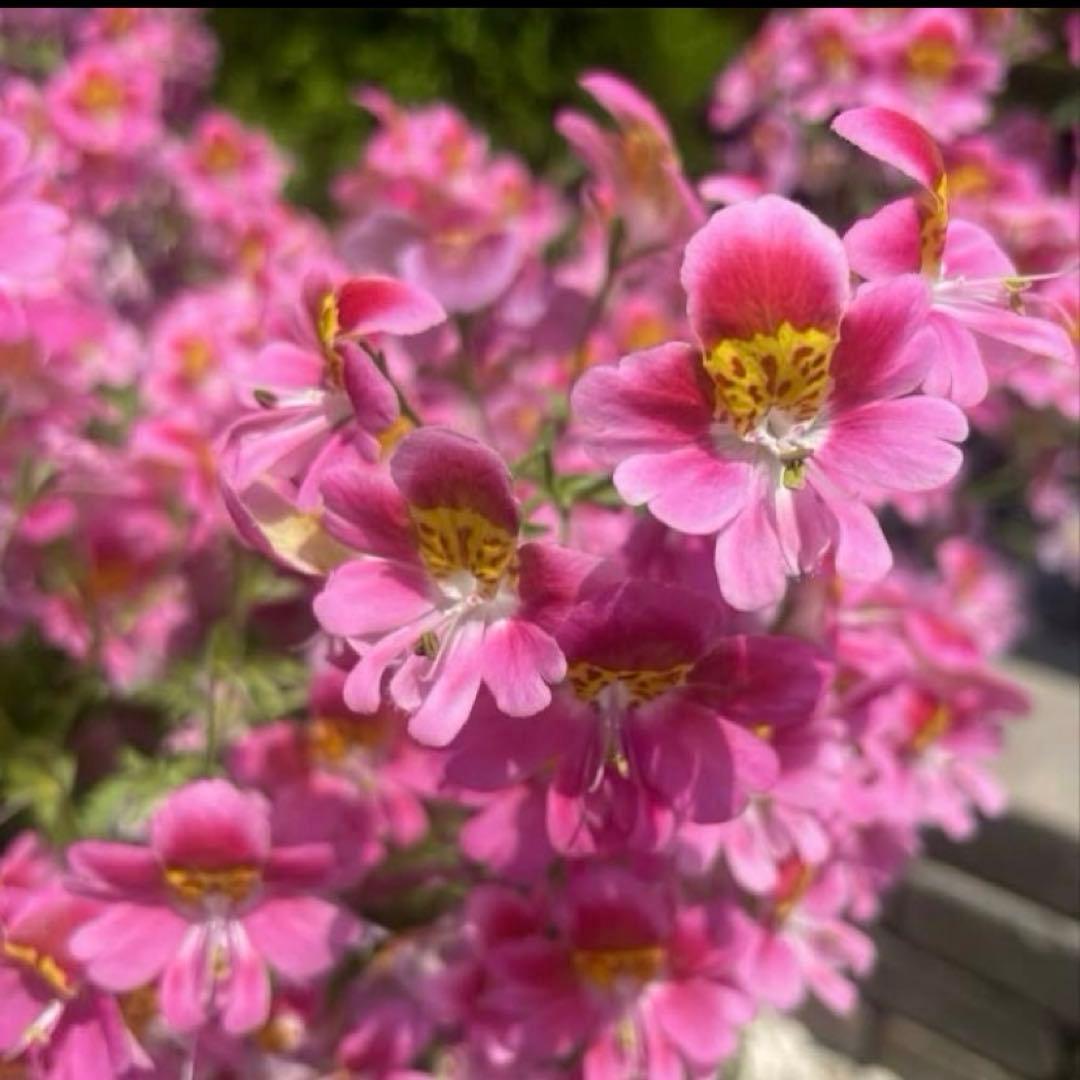 花 sakura-hana hanadonya_051-22346