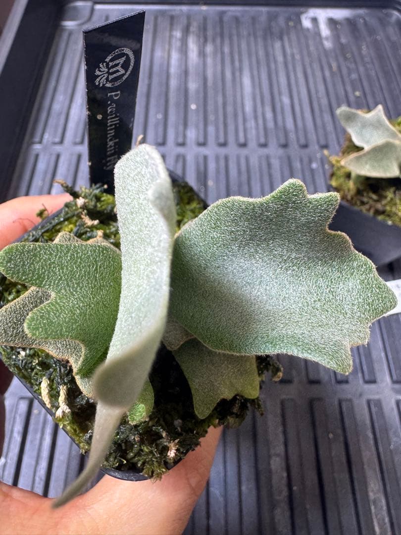 willinckii mew spore オリジナルタグ付 - メルカリ