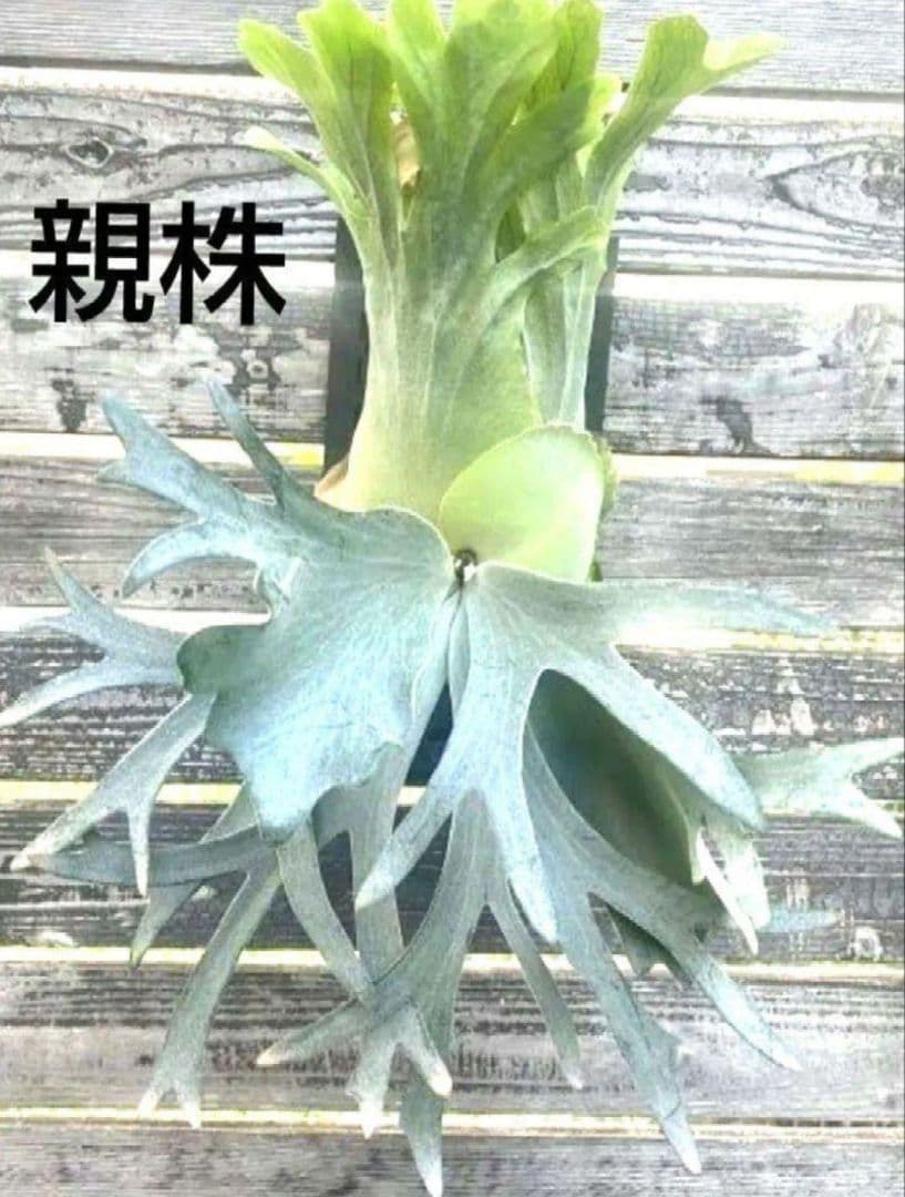 ビカクシダ☆Willinckii☆Dwarf Tatsuta☆ドワーフタツタ子株 - メルカリ