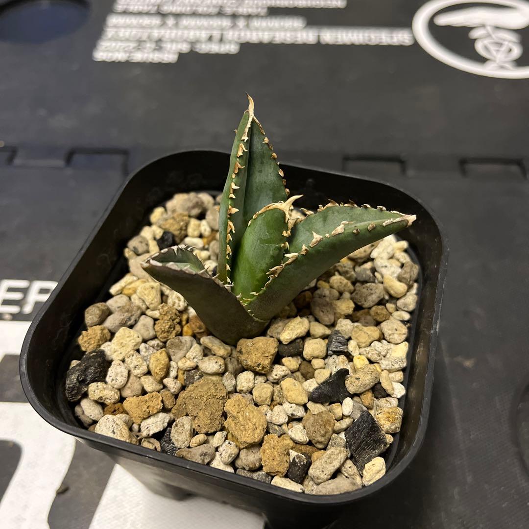 アガベ 狼人 浪人 台湾子株 発根済み - メルカリ