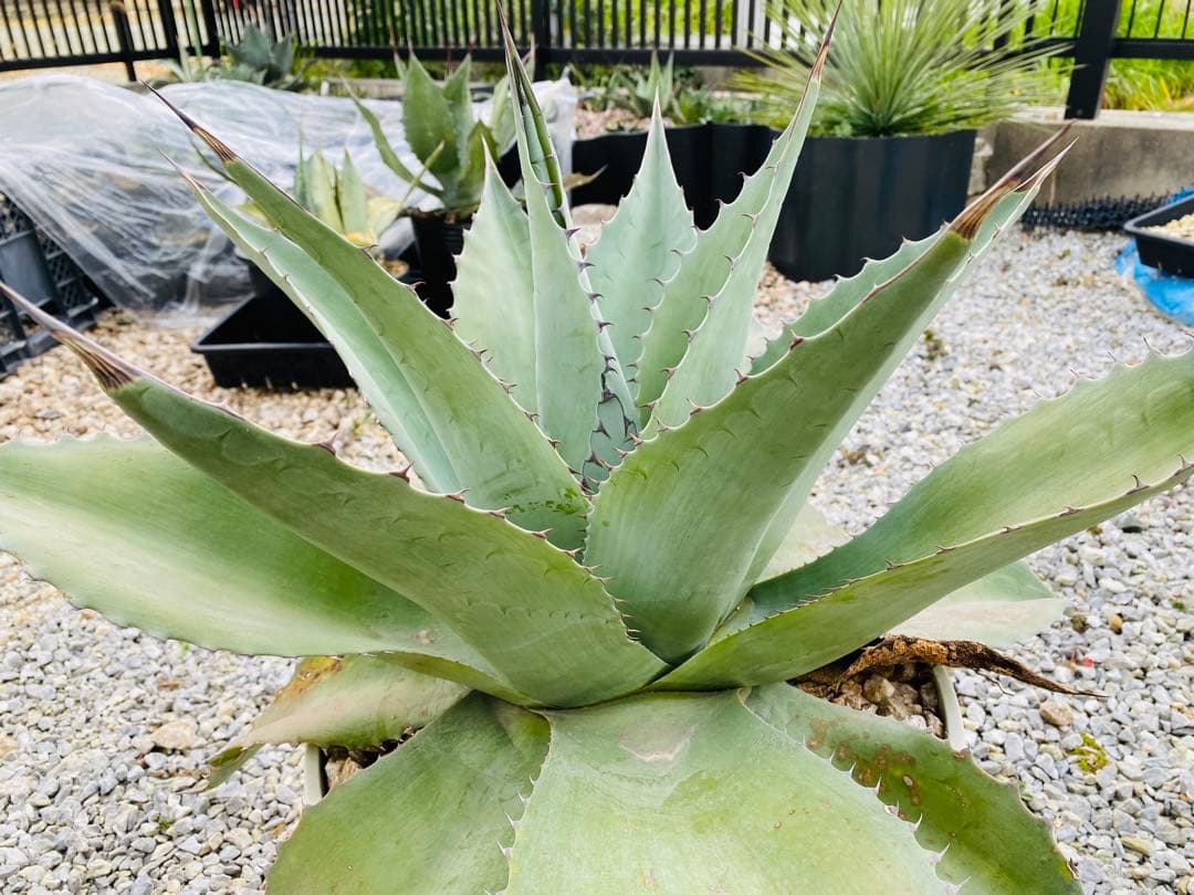 アガベ オバティフォリア 特大株！ - メルカリ