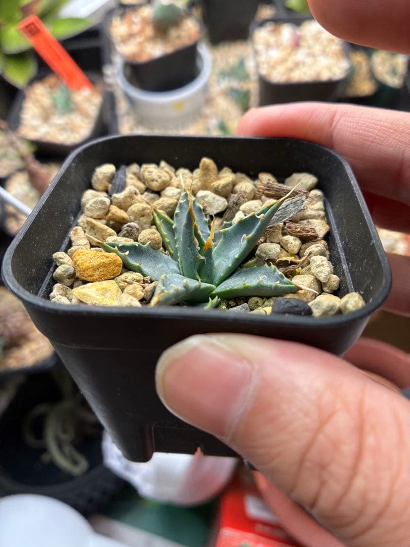 エボリスピナ 実生 陽炎 - メルカリ