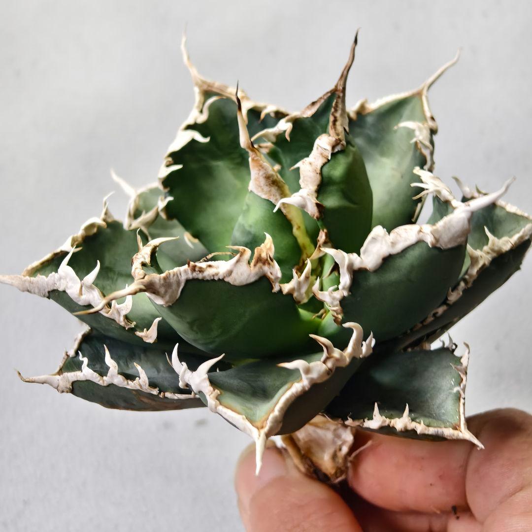 746 アガベ チタノタ 狼人 優良血統 強白棘 特選中株 - メルカリ