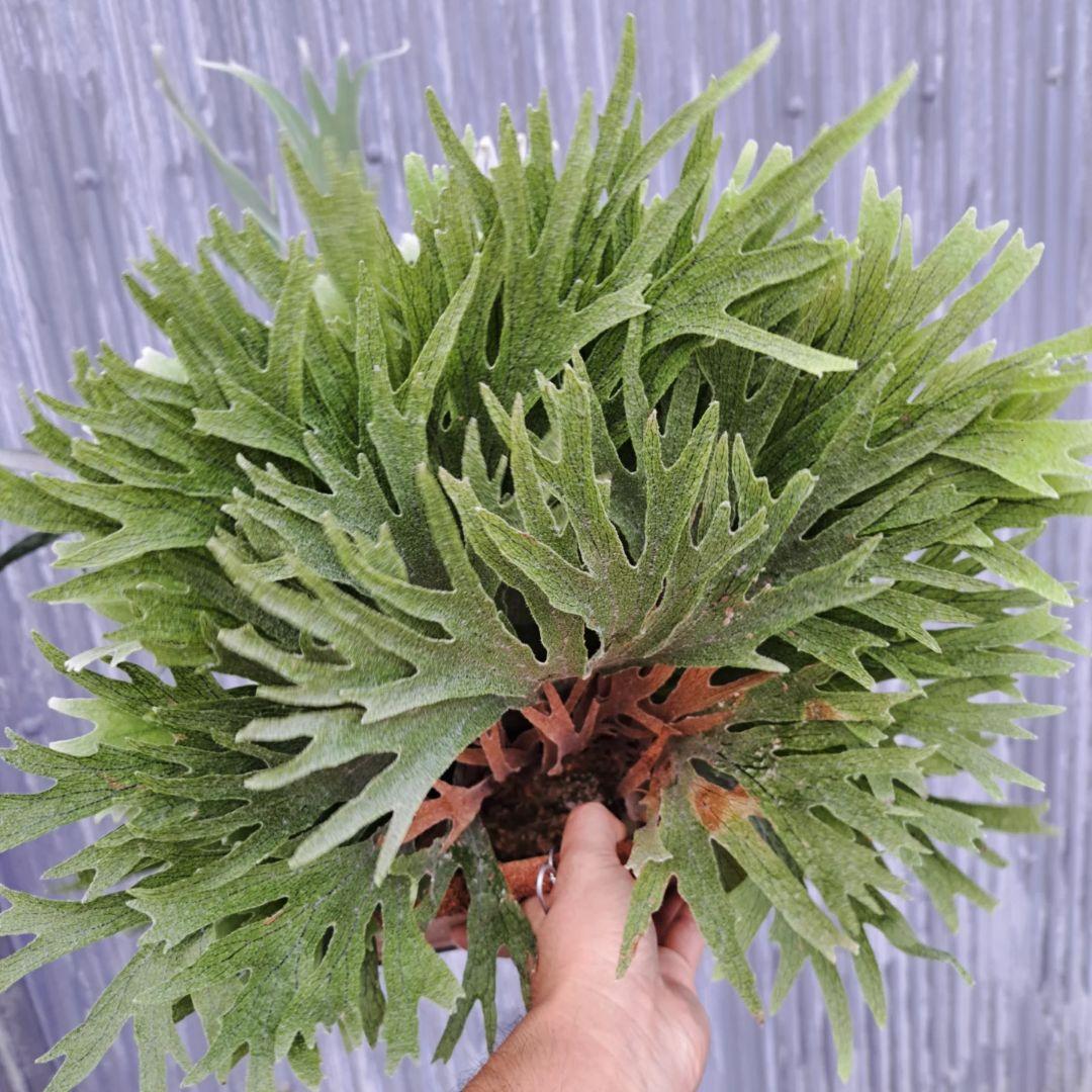 P.tennriku -天鹿- 株分け 1stPUP