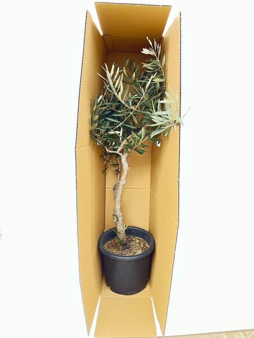 オリーブの木 バルネア 盆栽風 8号 約40cm 現品販売