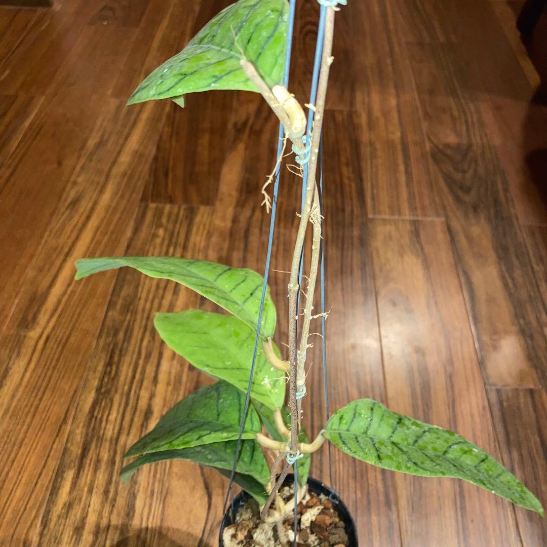 ホヤ カリストフィラ ジャイアント【現品・鉢付・タグ付・メルカリ便