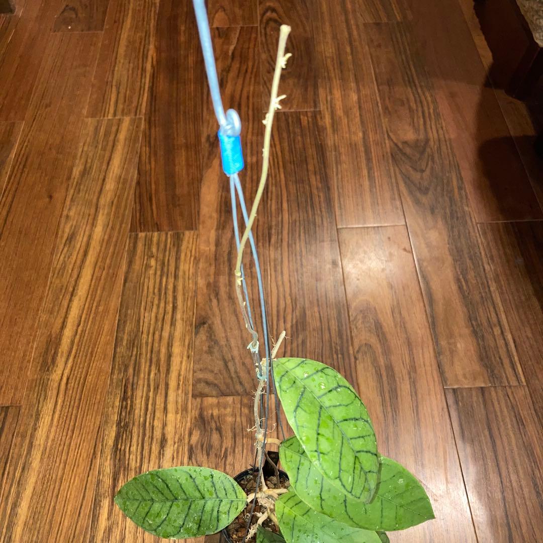 ホヤ カリストフィラ ジャイアント【現品・鉢付・タグ付・メルカリ便