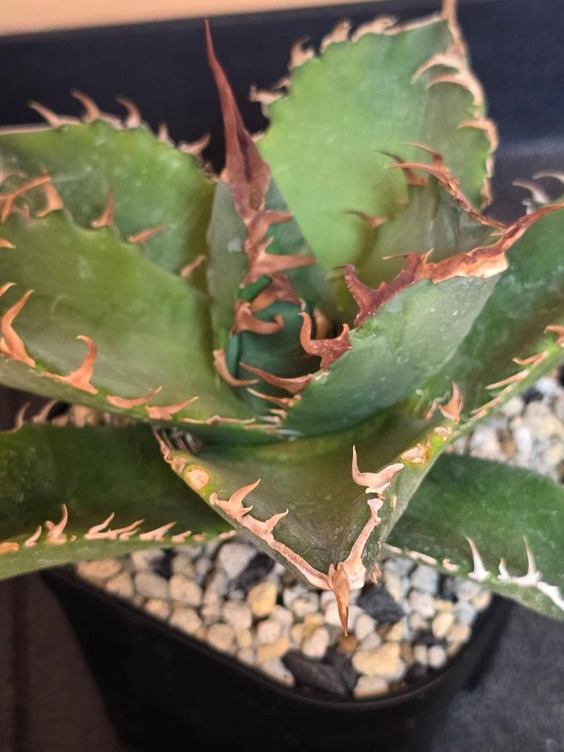 HIDDEN AGAVE アガベ ジェレミー 実生