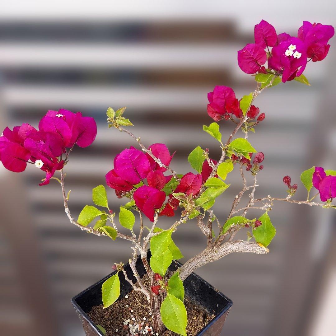 ブーゲンビリアNo110 らくらくメルカリ便発送‼️ - メルカリ