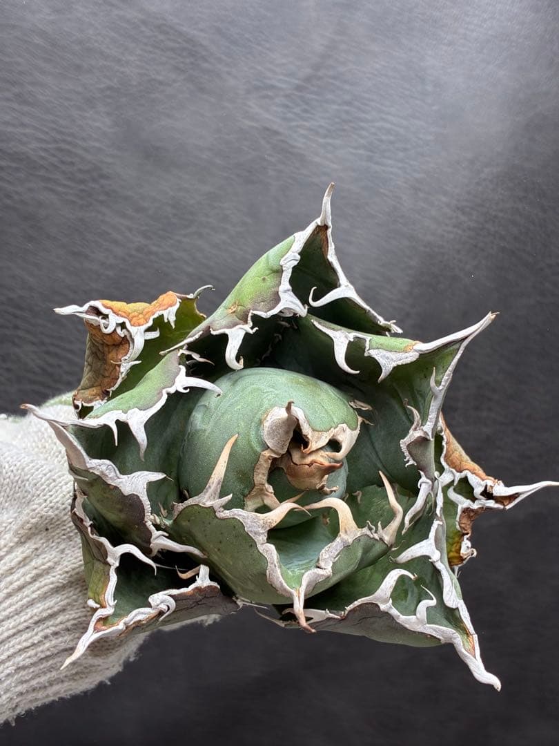 アガベ チタノタ 「 白鯨 」特選株 強棘 極上株 - メルカリ