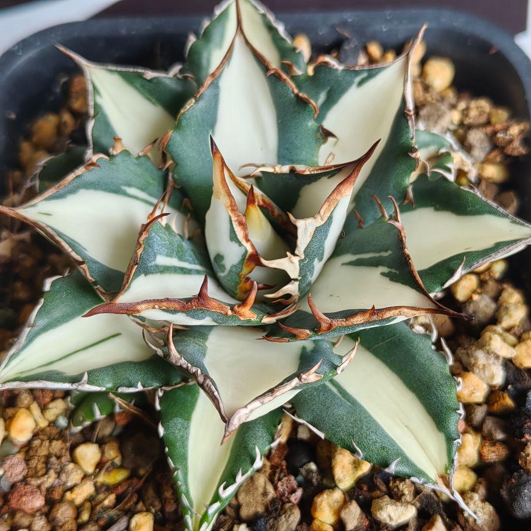 572【上澳園芸】アガベ チタノタ 太陽神錦 白中斑 - メルカリ