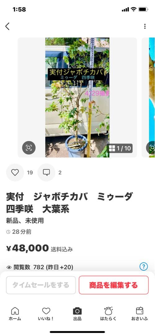 タイムサービス中・実付　ジャボチカバ　ミゥーダ　四季咲　大葉系