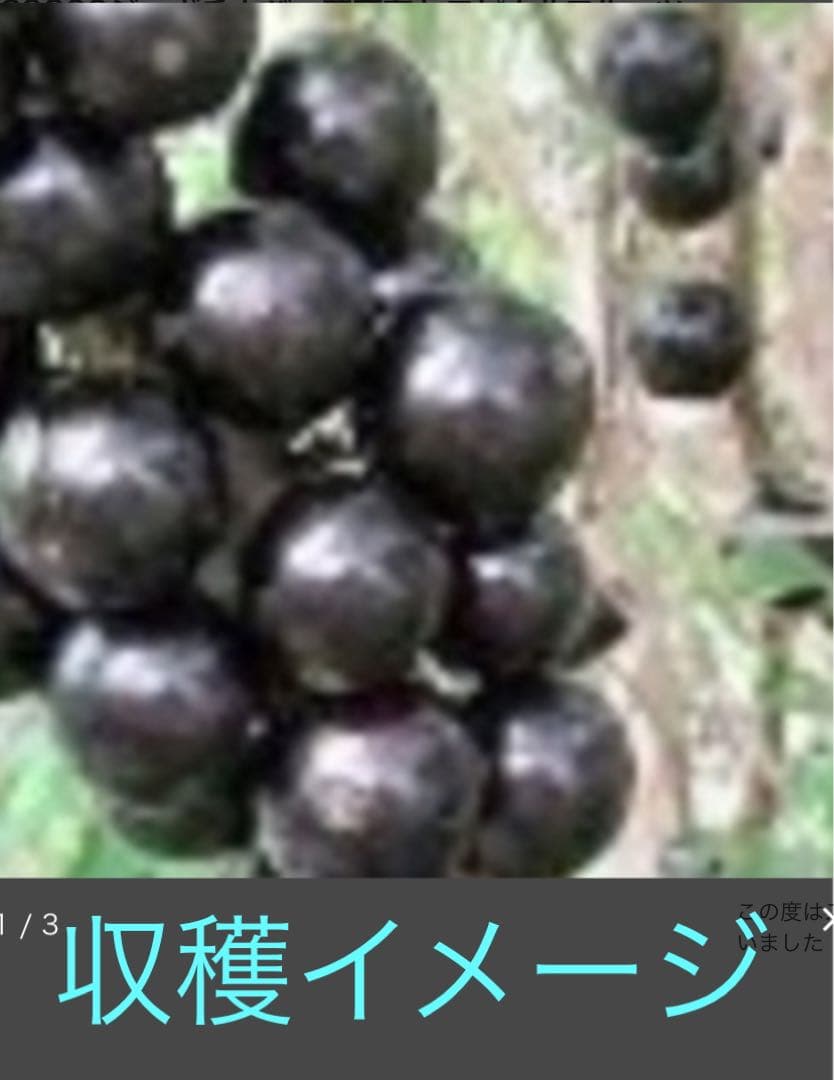 タイムサービス中・実付　ジャボチカバ　ミゥーダ　四季咲　大葉系