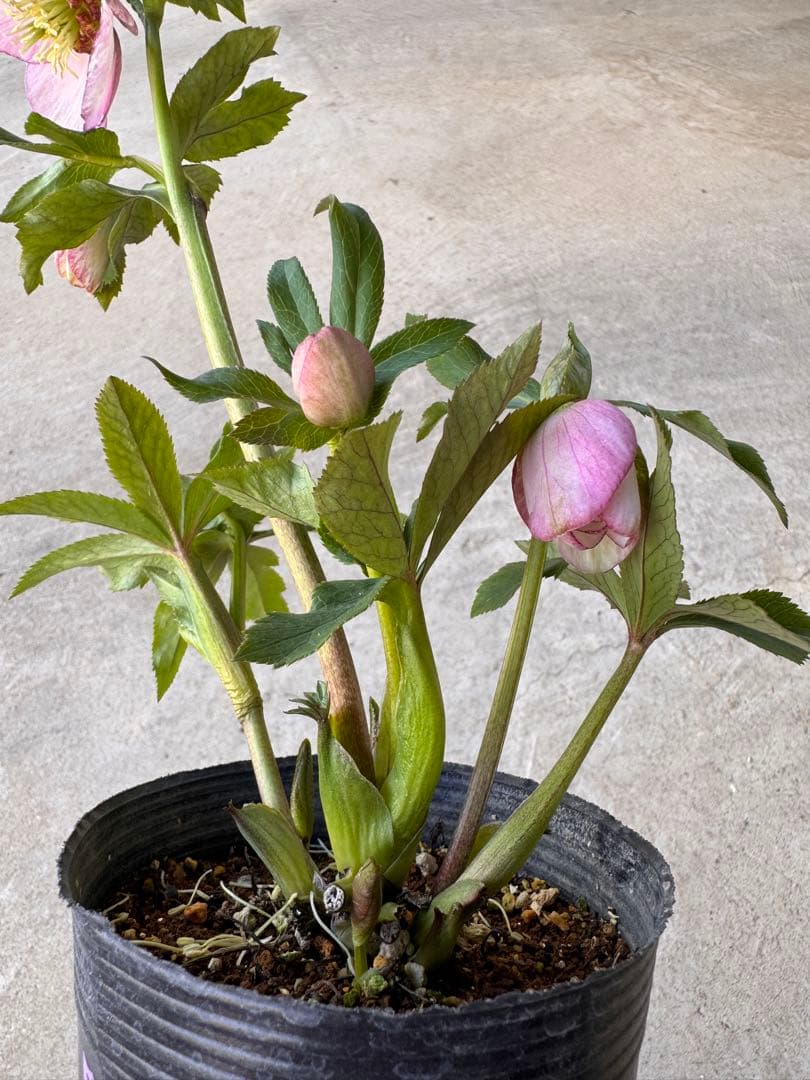 276 クリスマスローズ 開花株 - メルカリ