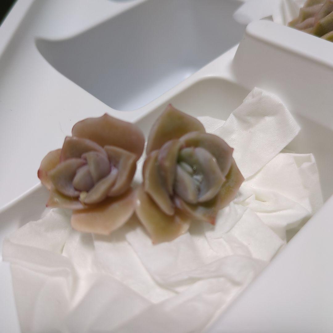 ピンク系ラブリーローズ多肉植物 カット苗2個 - メルカリ