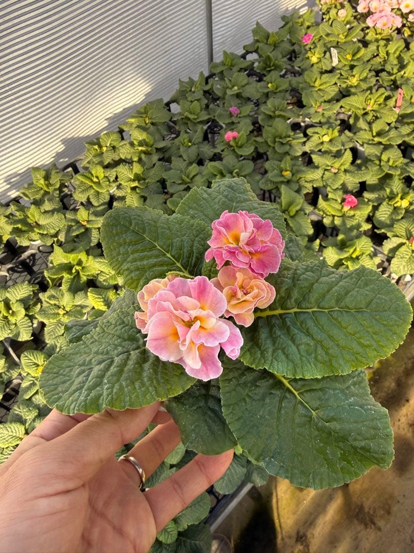 八重プリムラ パラディソダブルシリーズ 10.5cm