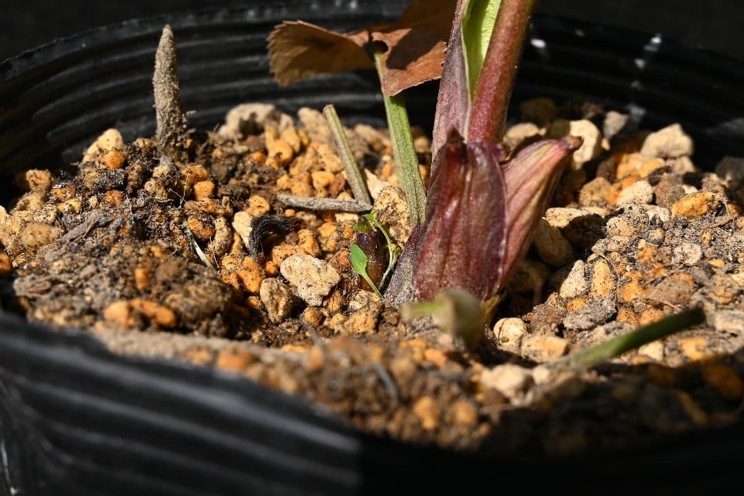 クリスマスローズ sdレッドソフトカップ咲きタイプ 加藤農園 - メルカリ