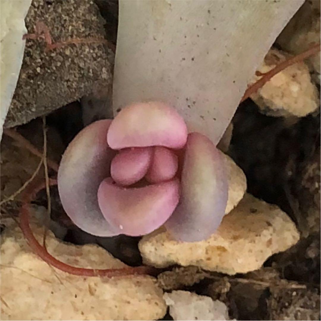 多肉植物^o^ 葉挿し赤ちゃんほろ酔い美人錦 ほろ酔い美人 | RuPo 多肉植物専門店