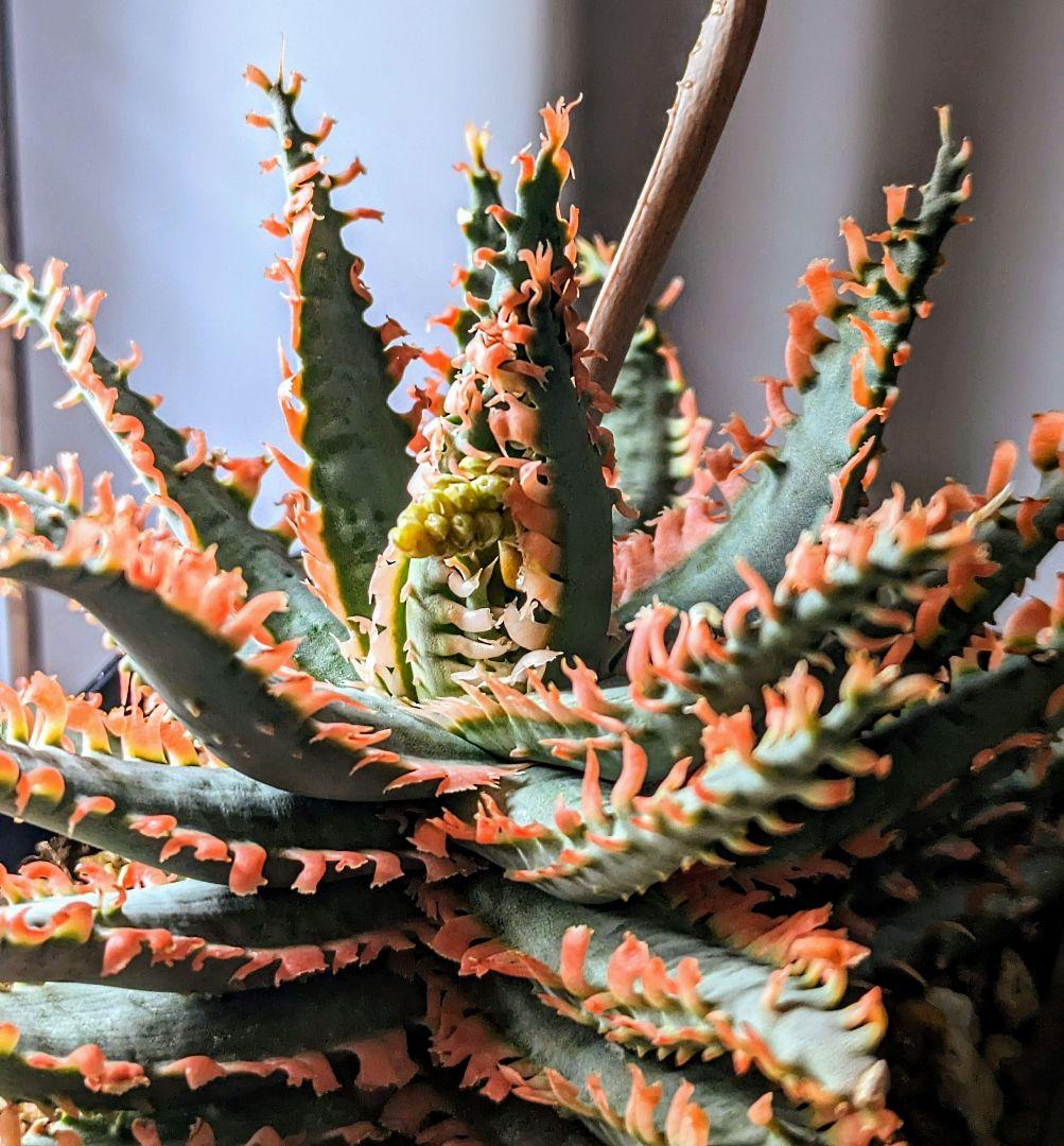 Aloe 'Lion fish' ライオンフィッシュ アロエハイブリッド - メルカリ