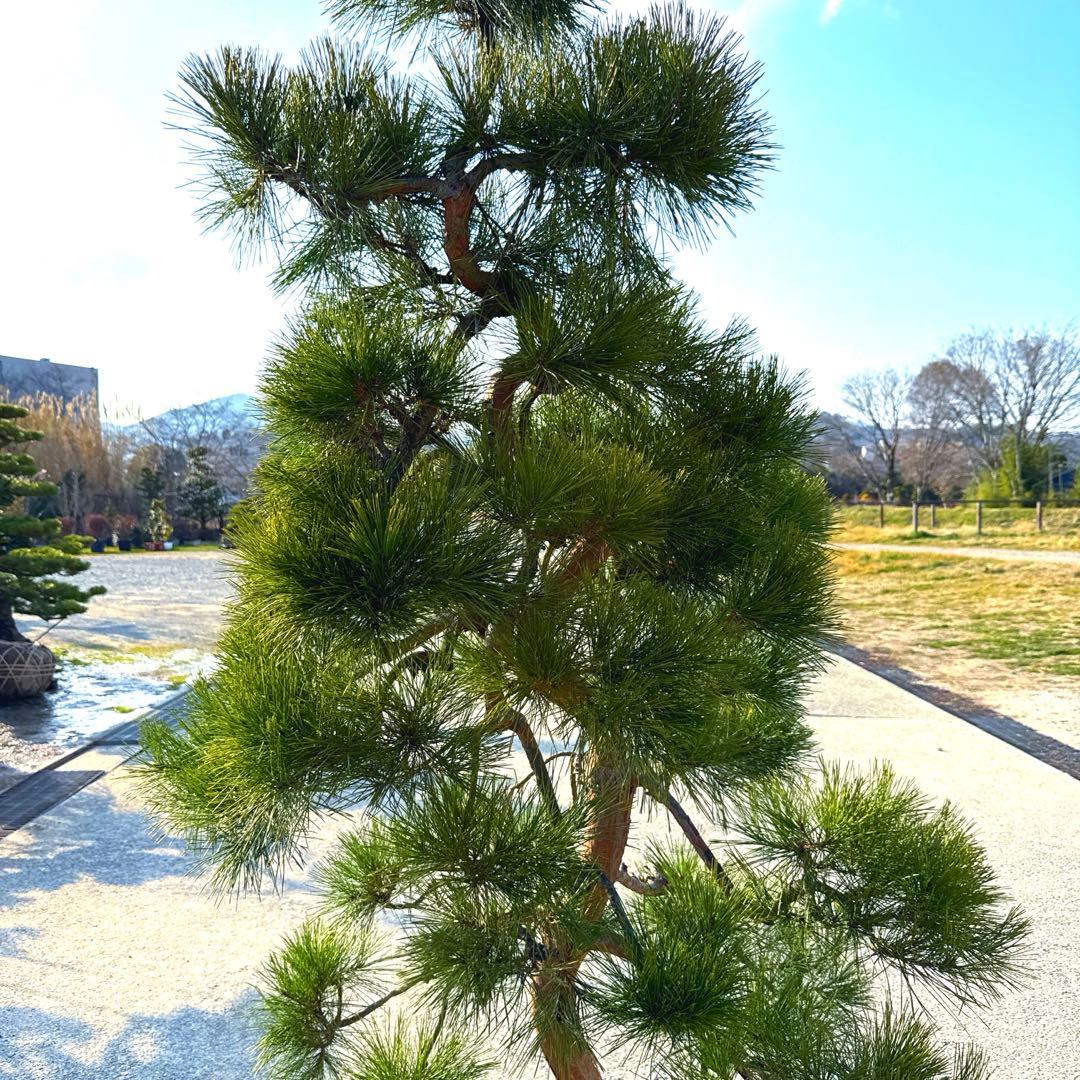 赤松『樹高約220㎝』引き取り限定。配達別料金、植込み無料❗️在庫
