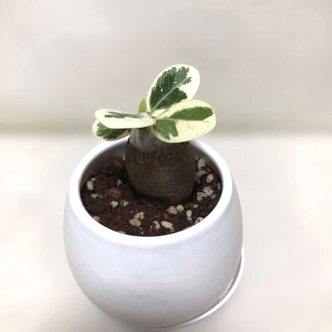 陶器鉢3号】パンダ ガジュマル 斑入り 接木