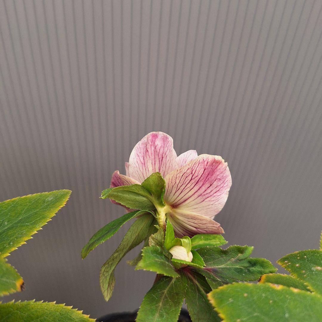 ♢ クリスマスローズ ソレイユ交配開花株 小輪ソレイユ受粉済み - メルカリ