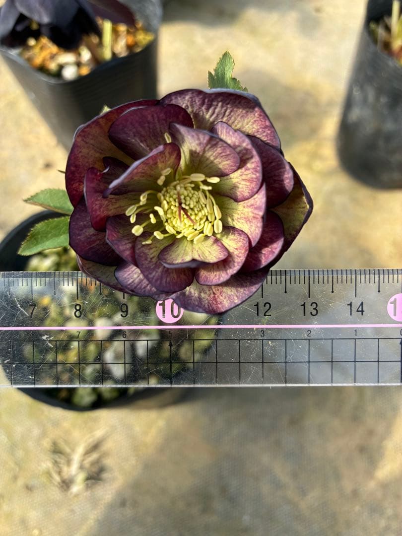 クリスマスローズ 25日まで グレープバイカラー 3.5 - メルカリ