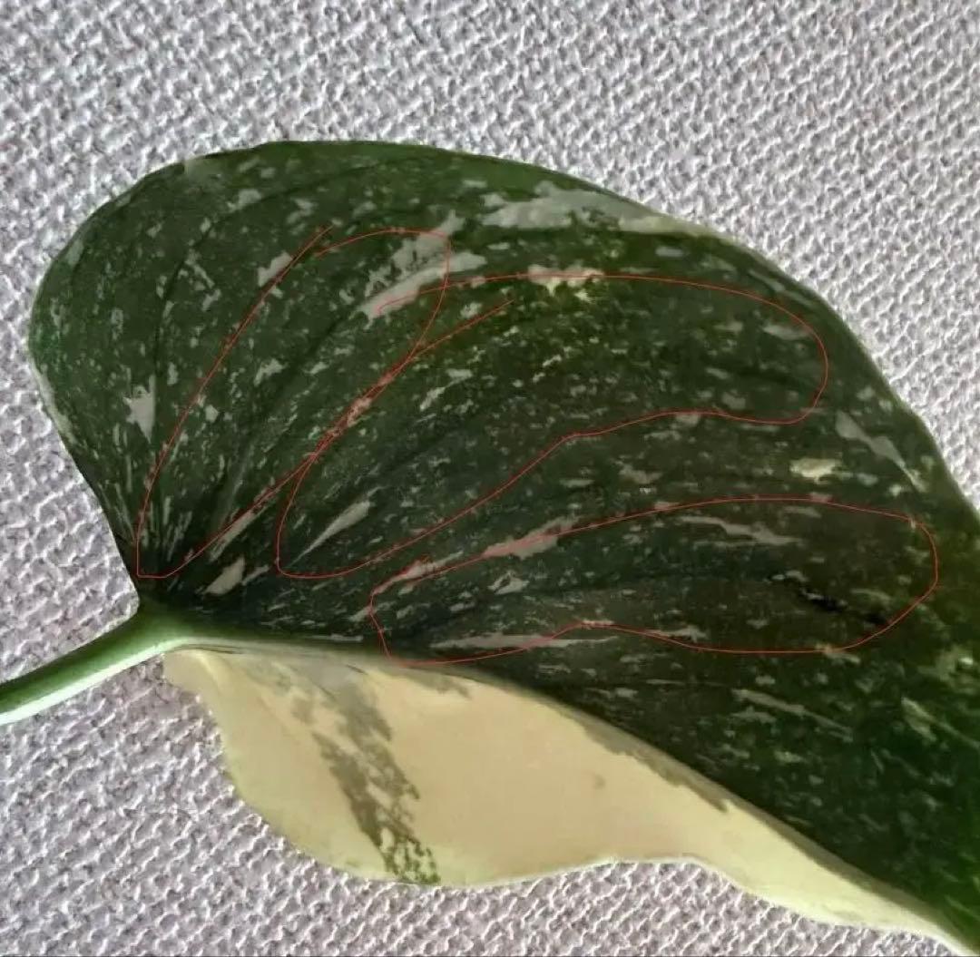 超超レア」 モンステラ デリシオーサ メデューサ 新芽付き！本物