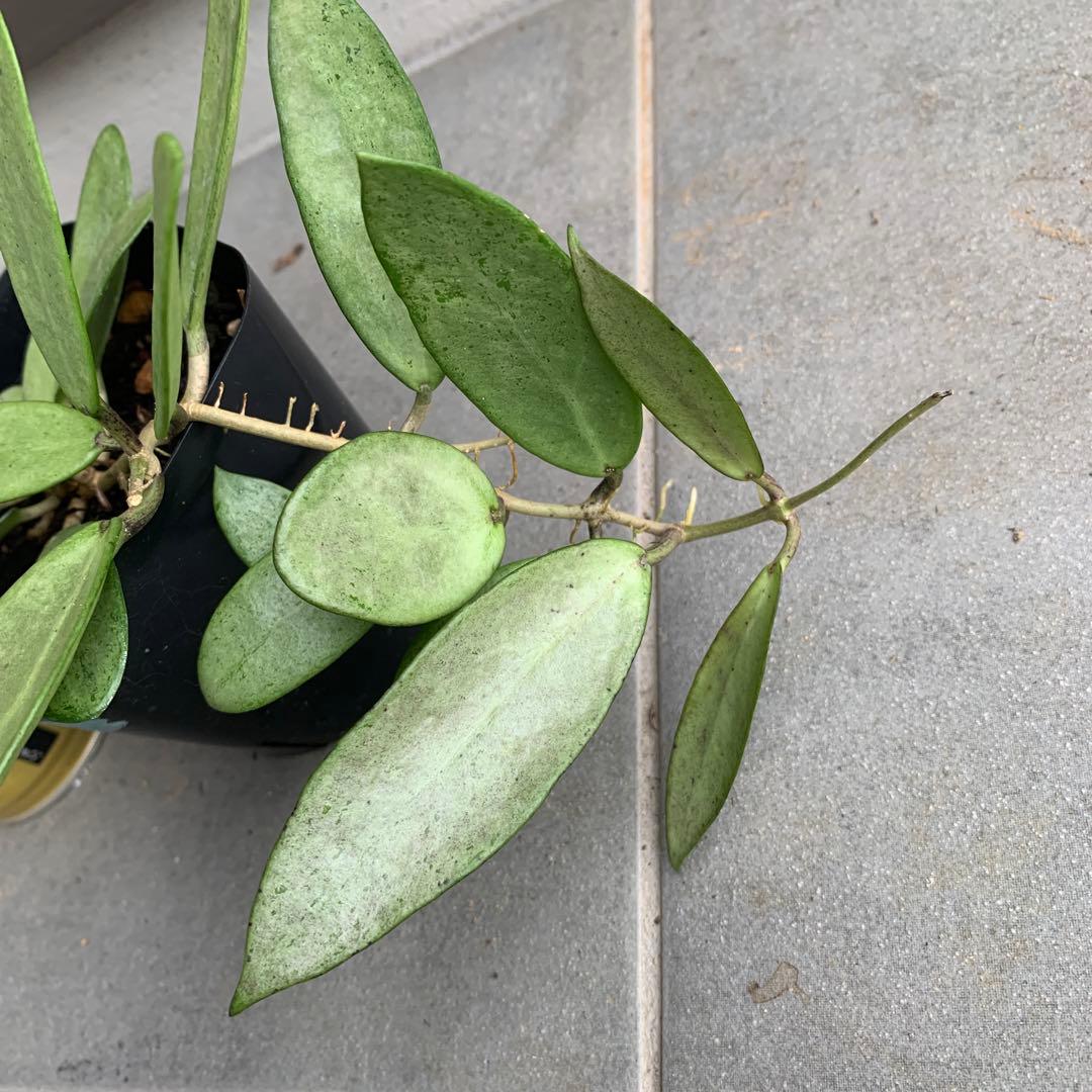 ホヤ シルバーレディ Hoya silver lady - メルカリ