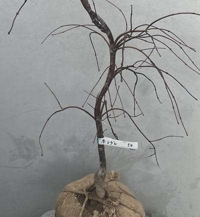 《現品》赤枝垂れ紅葉（アカシダレモミジ）樹高1.3ｍ（根鉢含まず）50【苗木】