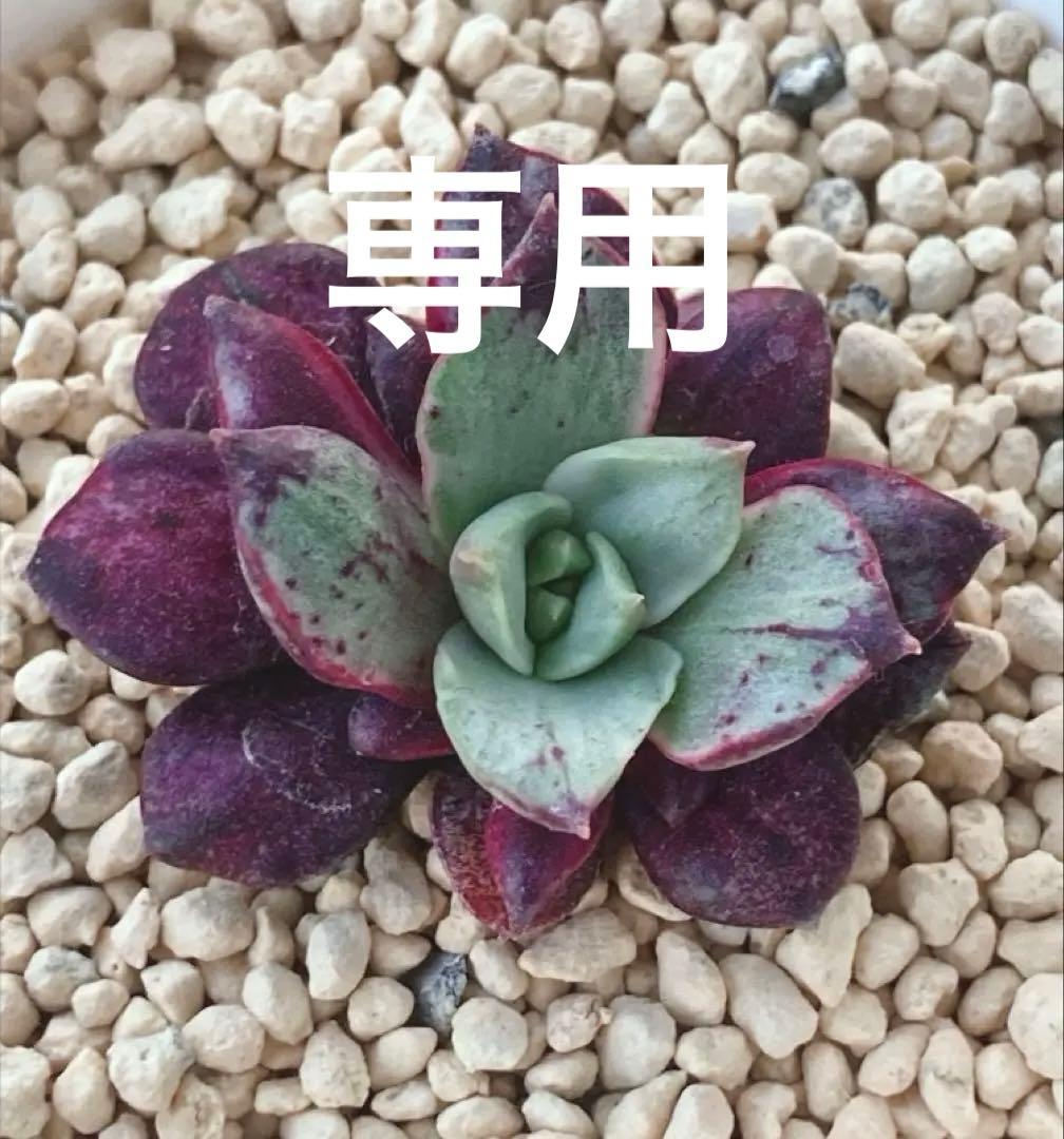 多肉植物　　レア❁︎ロンギシマ錦　発根済 楽天市場】農園直売 多肉植物 寄せ植え エケベリア属 ロンギシマ （単