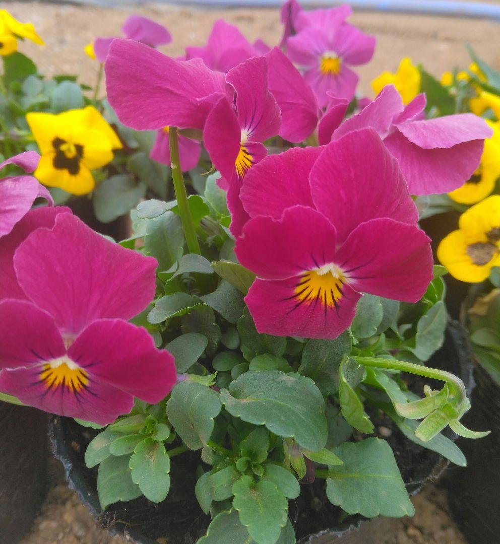 ビオラ苗12ポット 5種類 - メルカリ