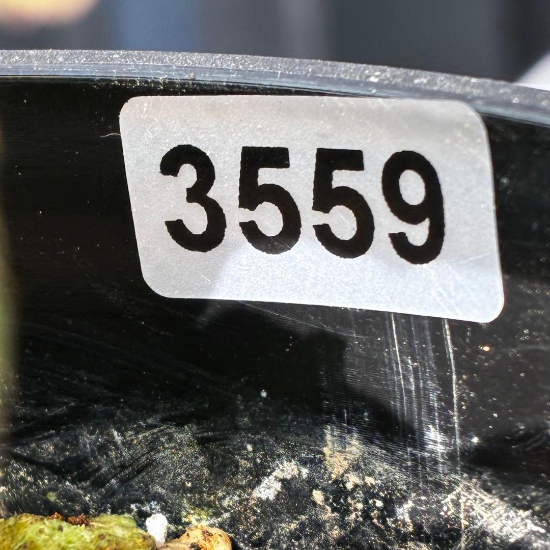 衛*様 3559☘️ラスト2☘️蕾付☘️⭐️SD⭐️紅ピンクオーレア⭐️ツートン