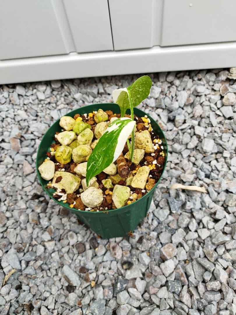 モンステラA3 デリシオーサホワイトティアーズ ホワイトティアーズ？美しい白斑の葉が開き続けるモンステラ - 私の