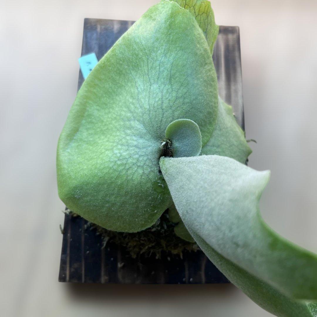 P.willinckii ILF spore - メルカリ