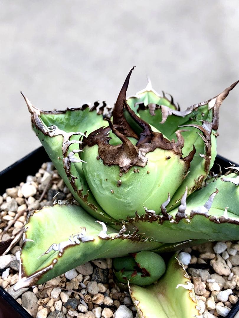 子株付 親株 アガベ ブツブツ スタッズ AVALANCHE？ チタノタ 裏棘