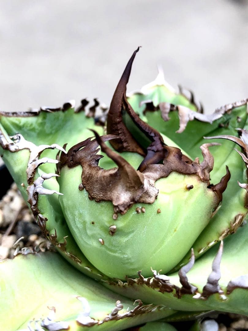 子株付 親株 アガベ ブツブツ スタッズ AVALANCHE？ チタノタ 裏棘