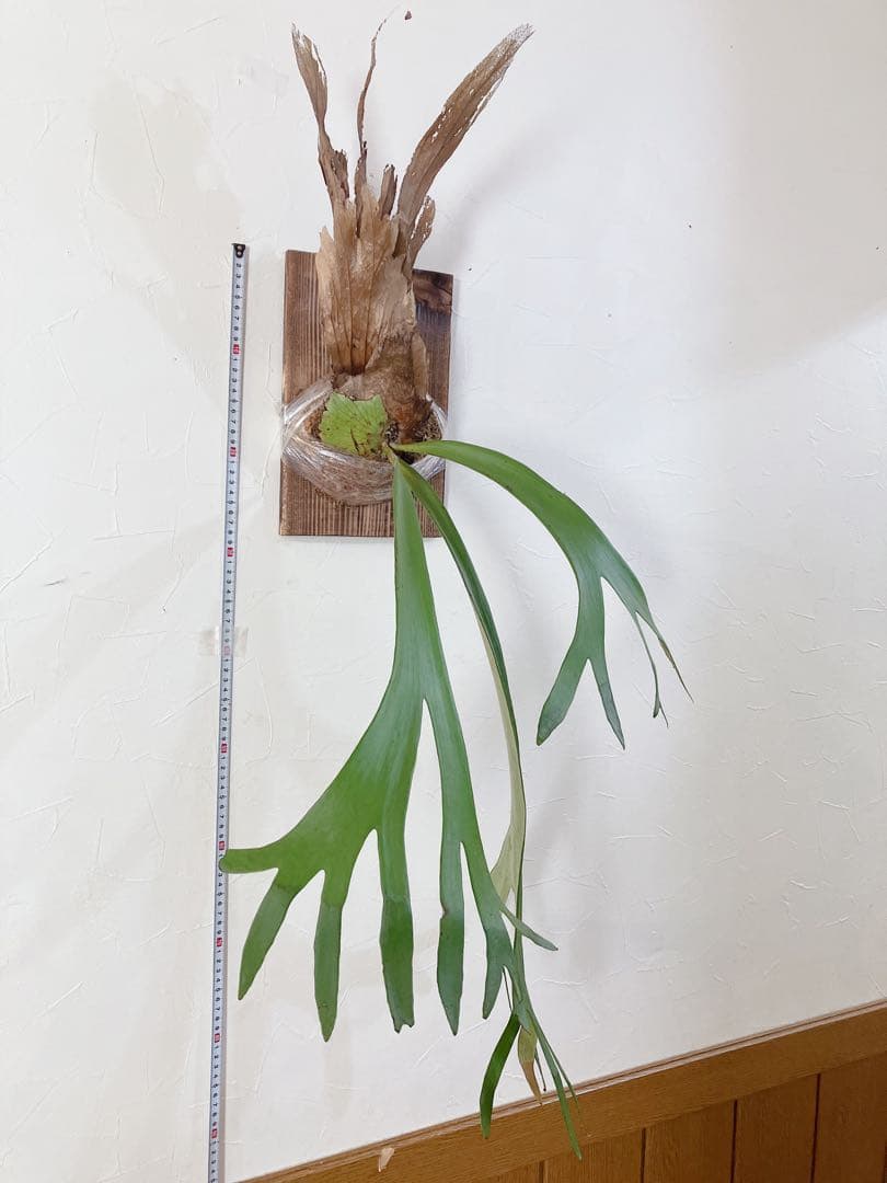 大株ビカクシダ ウィリンキーwild