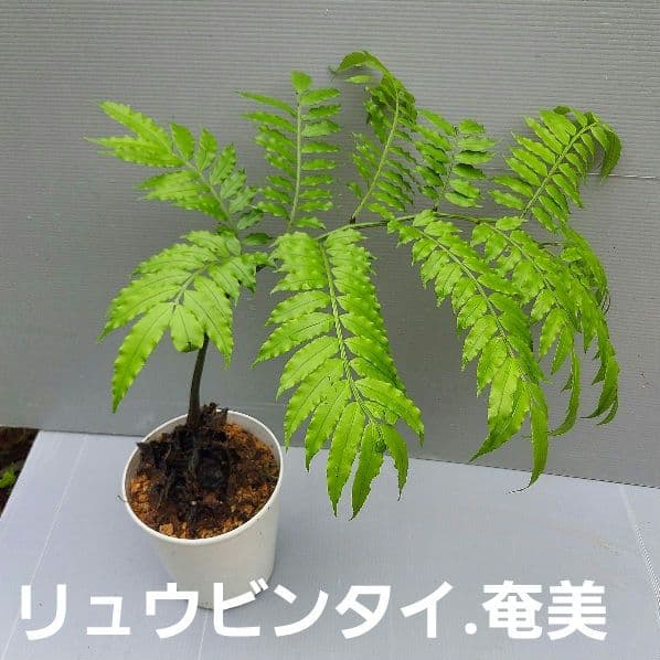 亜熱帯のシダ リュウビンタイ 奄美大島産 B 短身茎 レア - メルカリ